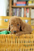 Mr Silver Red Standard Poodle Puppy
