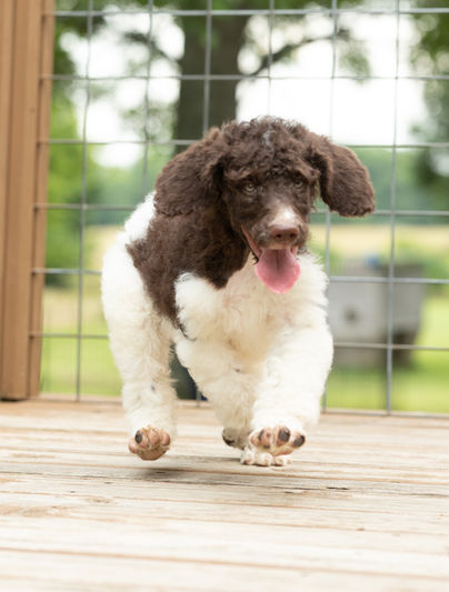 Branson Male Brown and White Parti Puppy AKC Standard Poodle For Sale