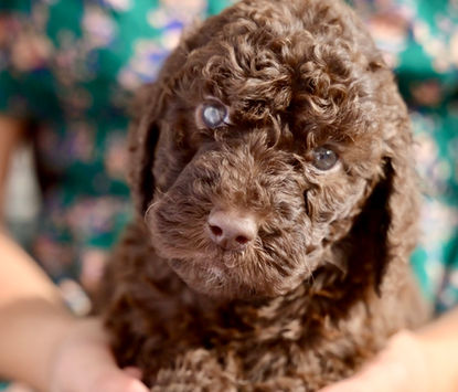Gloria brown standard poodle puppy female for sale