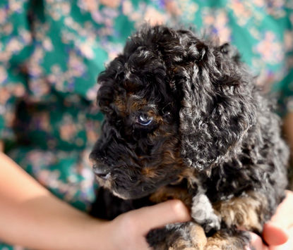 Ivy Phantom Standard Poodle Puppy Girl for sale