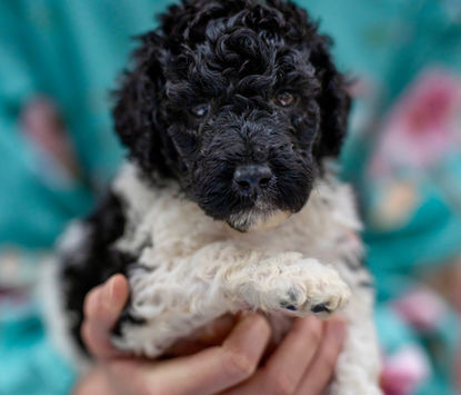 Reynie AKC Standard Poodle Puppy Male Black and White Parti For Sale