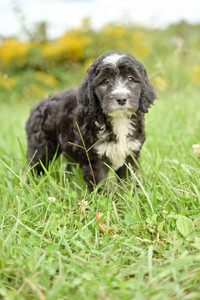 Sheepadoodle Puppy with flowers in the background