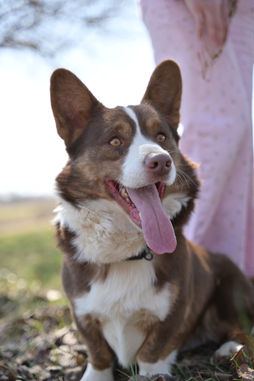 Brown Cardigan Corgi