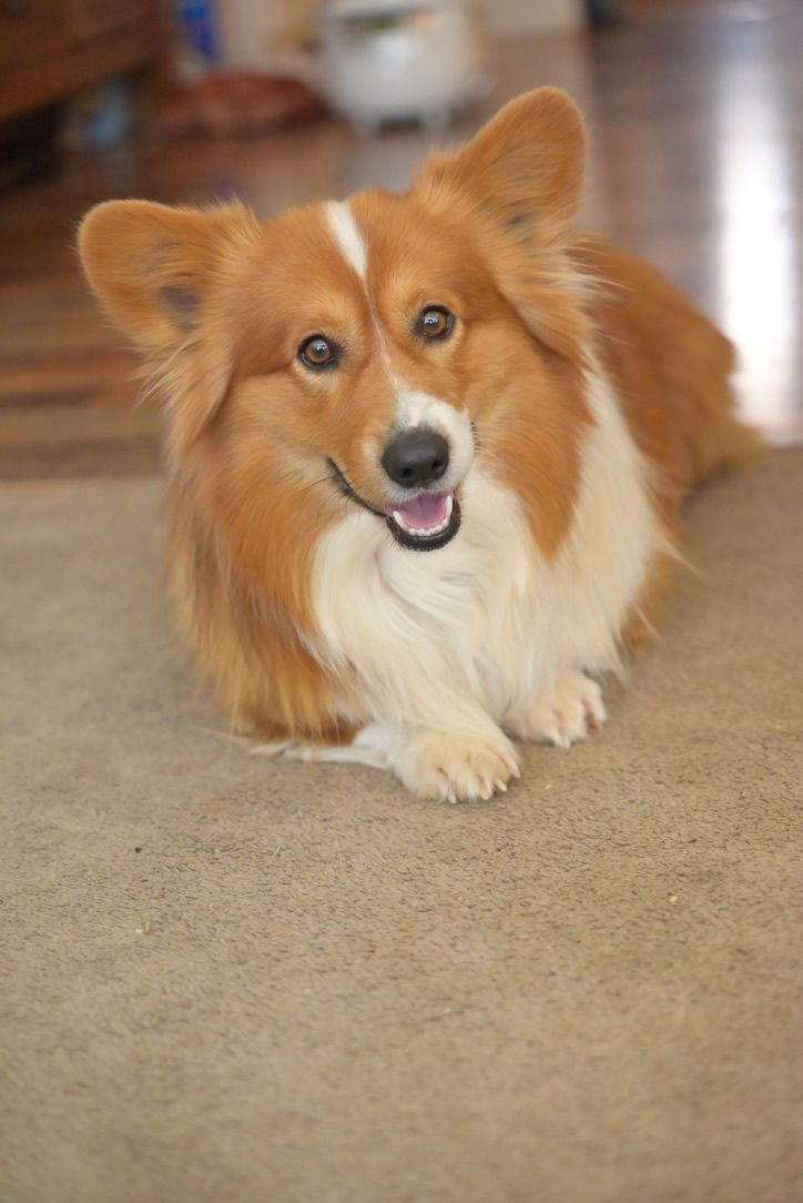 Grizzley Pembroke Welsh Corgi