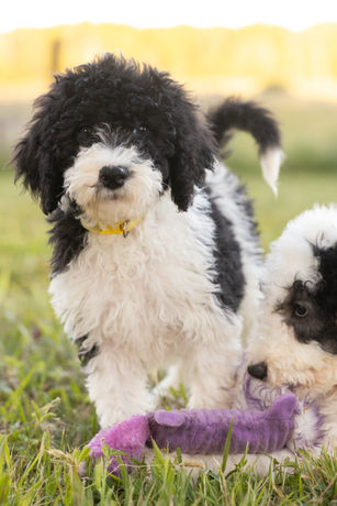Male F1b Standard Sheepadoodle Puppy Trotting Confidently Outdoors