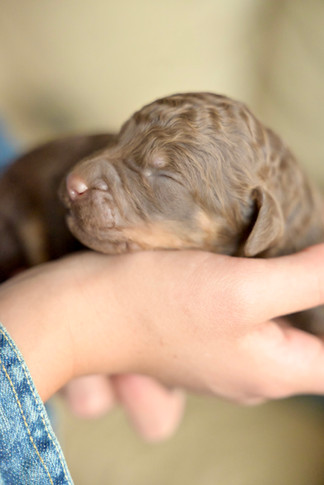 Past Buttercup/Casper litter