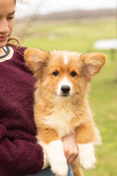 Rowan Male Fluffy Pembroke Corgi Puppy For Sale