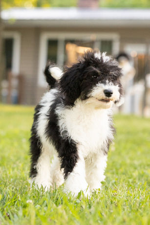 F1b Sheepadoodle puppy walking towards the camera