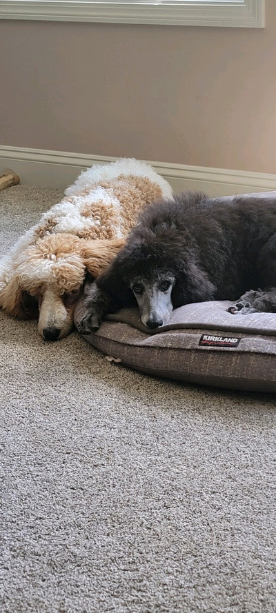 Silver standard poodle puppy