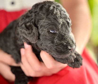 Belle Black Standard Poodle Puppy girl for sale