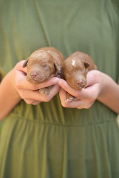 Two red AKC newborn standard poodle puppies being held 