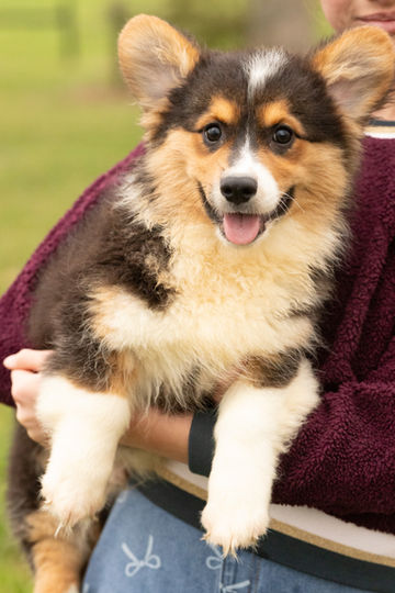 Theo Male Pembroke Corgi Tri Fluffy