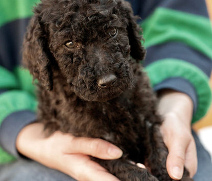 Kate black SKC standard poodle puppy girl for sale