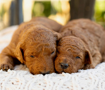 red standard poodle puppy for sale male and female