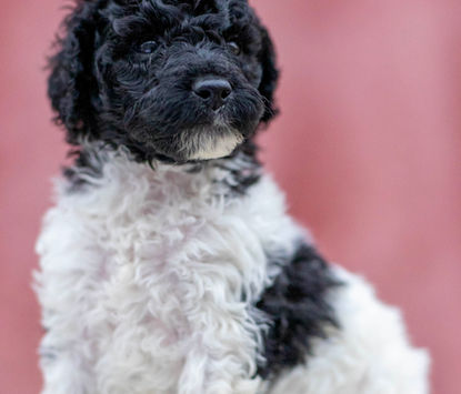 Reynie AKC Standard Poodle Puppy Male Black and White Parti For Sale