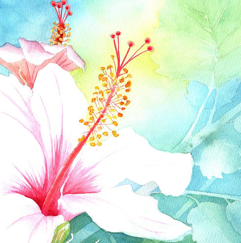 144 Hibiscus.jpg