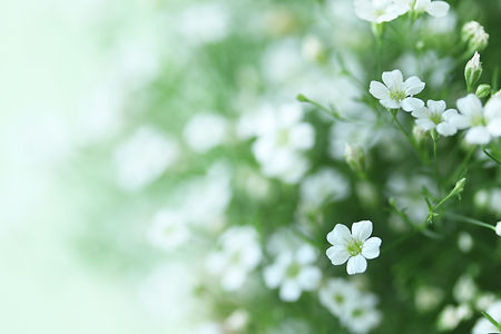 小さな白い花