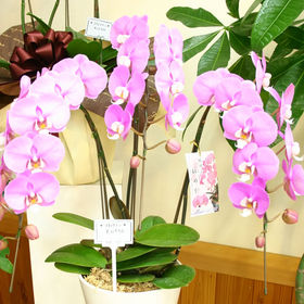 ピンクの胡蝶蘭