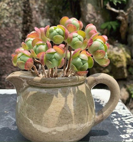 陶器と多肉植物3