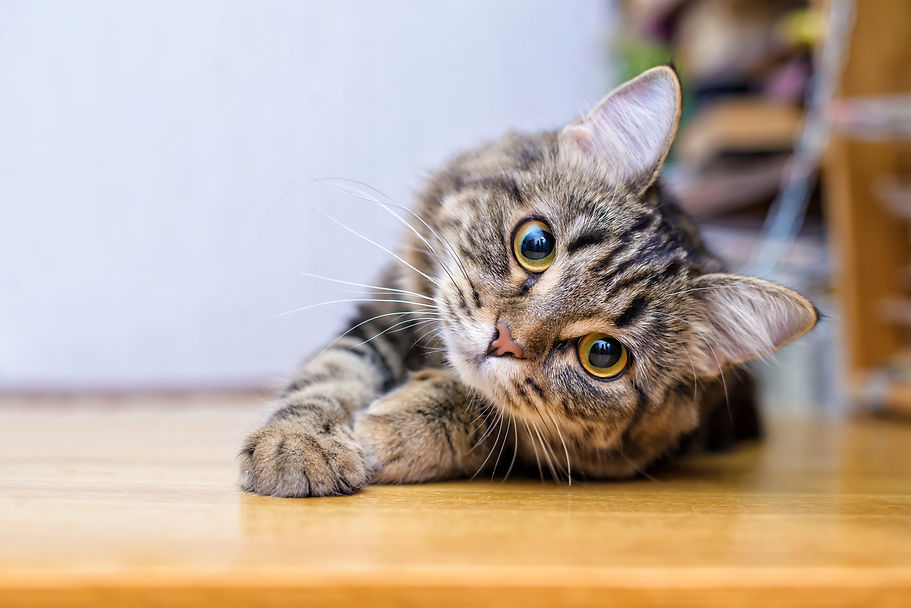 猫