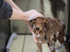 犬のシャンプー