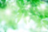新緑