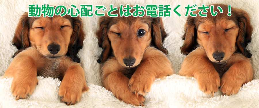 犬