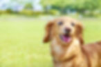 犬