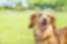 犬