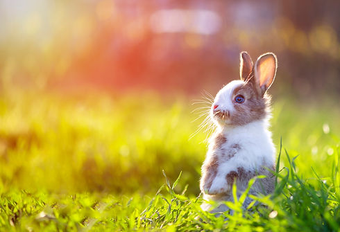 うさぎ