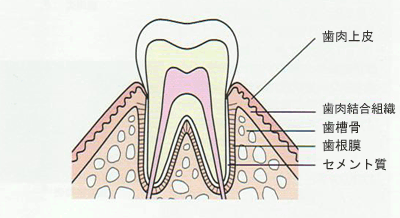 歯の組織