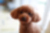 犬