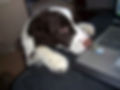 犬