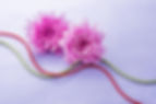 紫の花