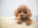 子犬
