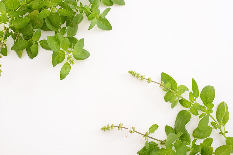 植物