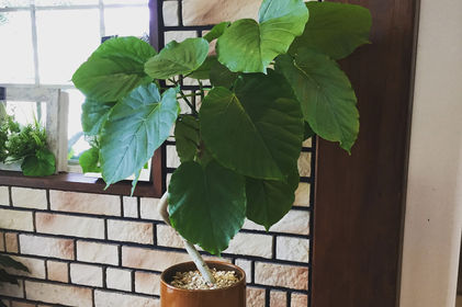 観葉植物