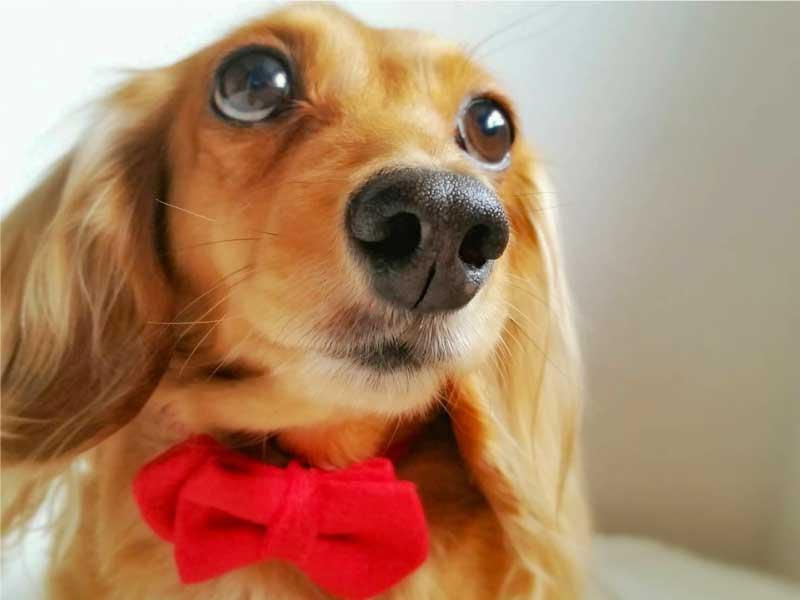 犬
