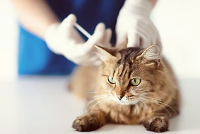 注射される猫