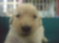 仔犬