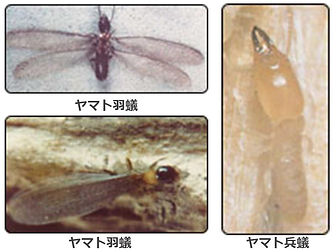 シロアリの種類