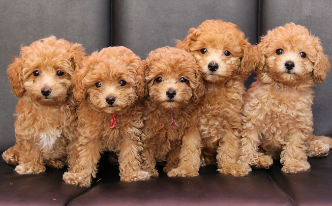 プードルの子犬たち