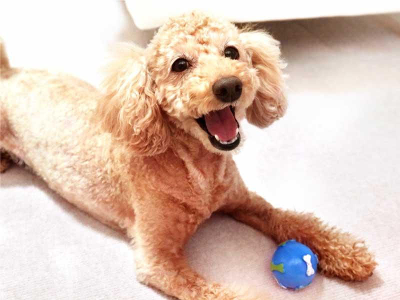 犬