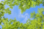 新緑と青空