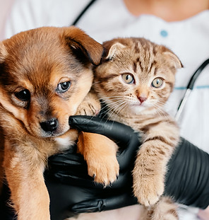 犬・猫