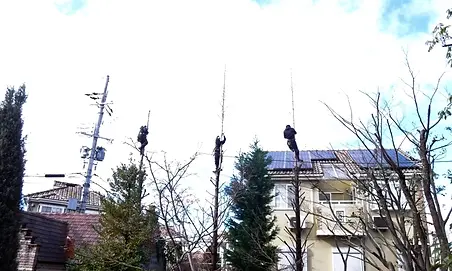 高木剪定