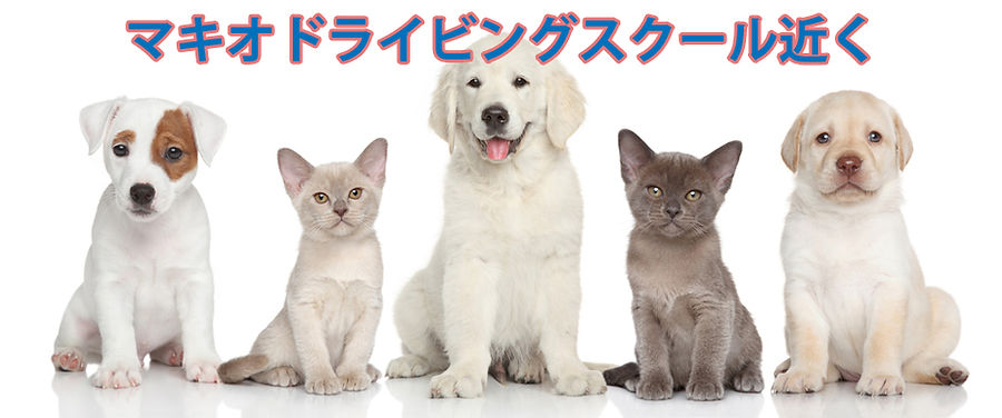 犬と猫