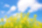 菜の花と空