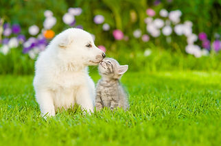 犬と猫