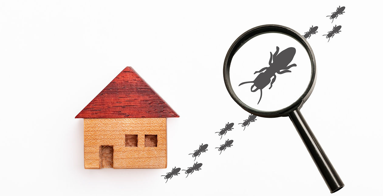 家に侵入する白アリ